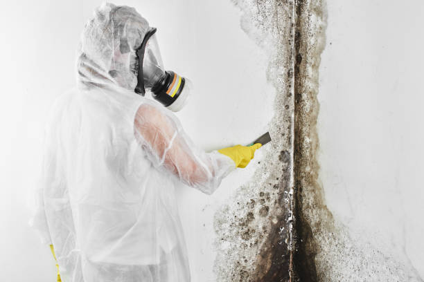 Best Attic Mold Remediation in Crompond, NY