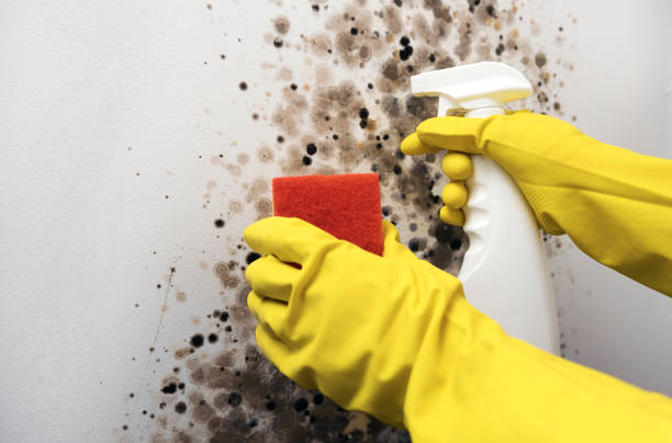 Best Kitchen Mold Remediation in Crompond, NY